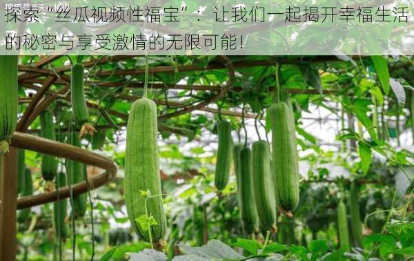 探索“丝瓜视频性福宝”:让我们一起揭开幸福生活的秘密与享受激情的无限可能!