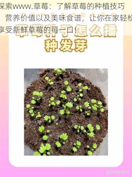 探索www.草莓:了解草莓的种植技巧、营养价值以及美味食谱,让你在家轻松享受新鲜草莓的每一口!