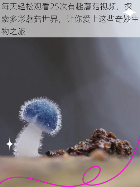 每天轻松观看25次有趣蘑菇视频,探索多彩蘑菇世界,让你爱上这些奇妙生物之旅