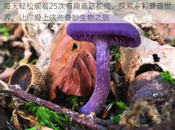 每天轻松观看25次有趣蘑菇视频,探索多彩蘑菇世界,让你爱上这些奇妙生物之旅