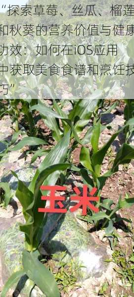 “探索草莓、丝瓜、榴莲和秋葵的营养价值与健康功效：如何在iOS应用中获取美食食谱和烹饪技巧”
