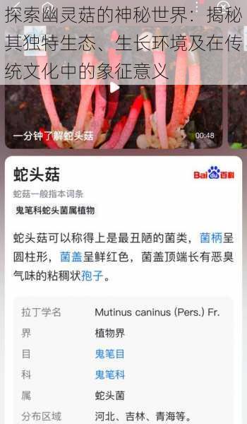 探索幽灵菇的神秘世界:揭秘其独特生态、生长环境及在传统文化中的象征意义