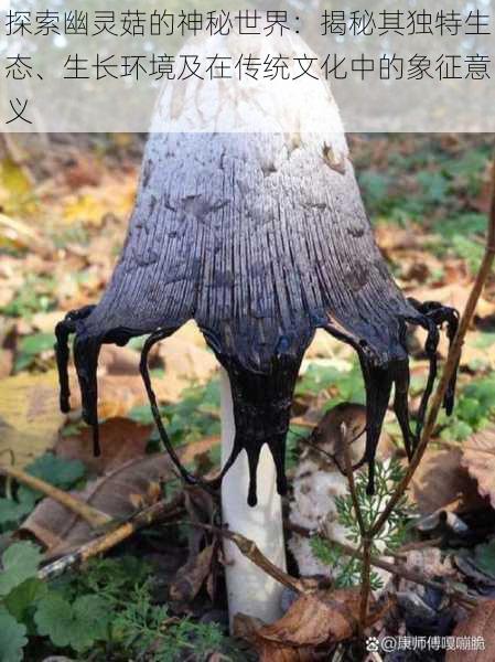 探索幽灵菇的神秘世界:揭秘其独特生态、生长环境及在传统文化中的象征意义